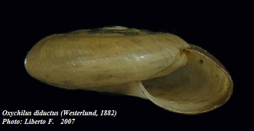 Oxychilus (Oxychilus) diductus (Westerlund, 1886)
